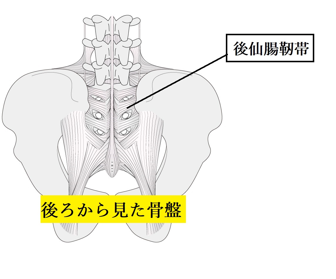 仙腸関節痛　後仙腸靭帯の痛みが原因　図