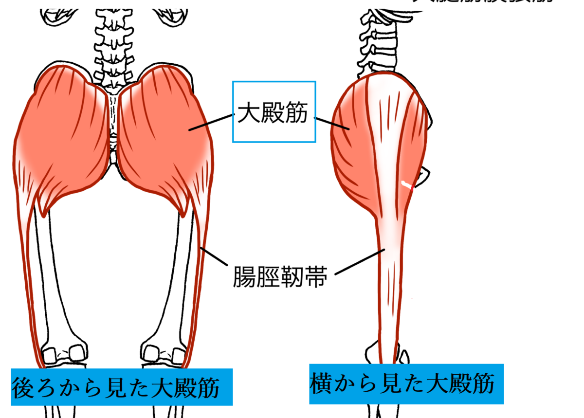 臀部痛　原因　大殿筋　場所　分かりやすい図