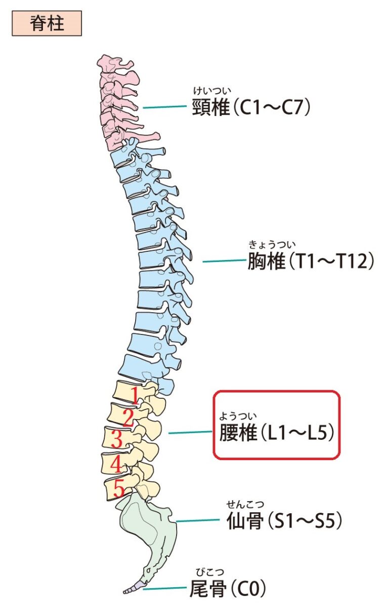 脊柱　腰椎　分かりやすい図