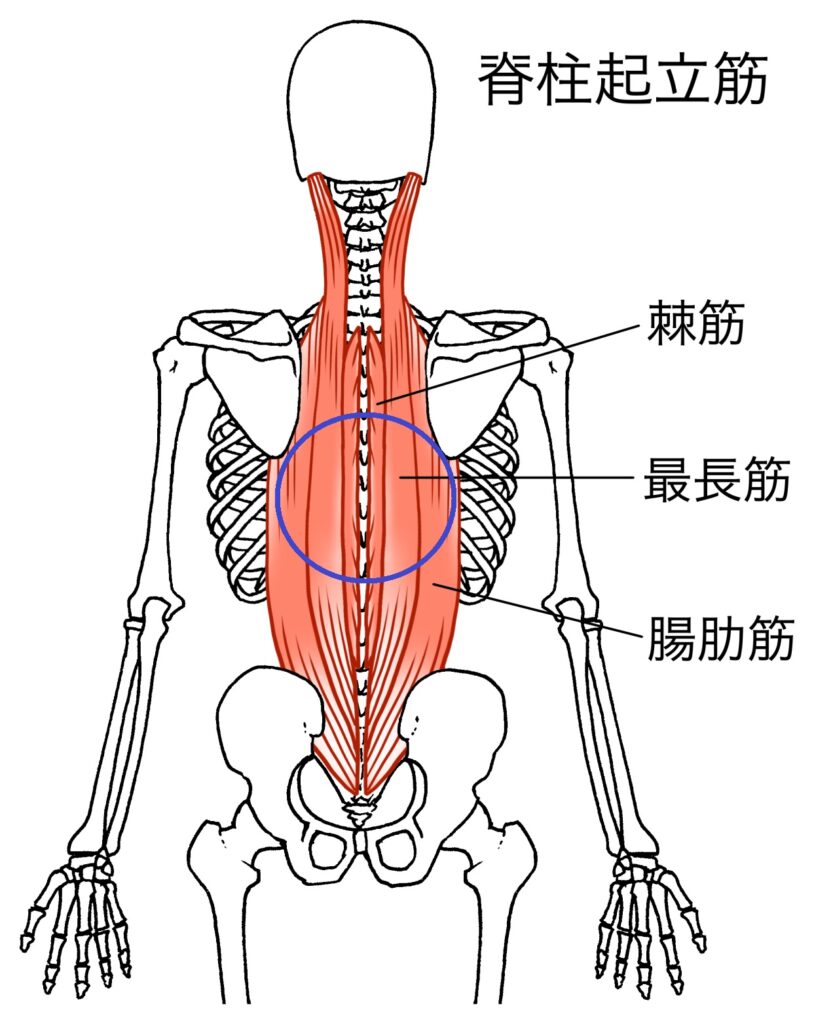 脊柱起立筋　内臓反射　関連