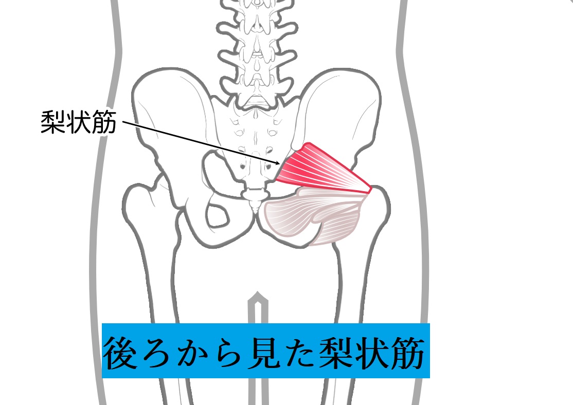 臀部痛　梨状筋　場所　分かりやすく説明　図