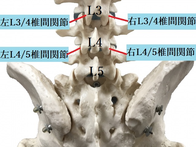 腰椎椎間関節　説明