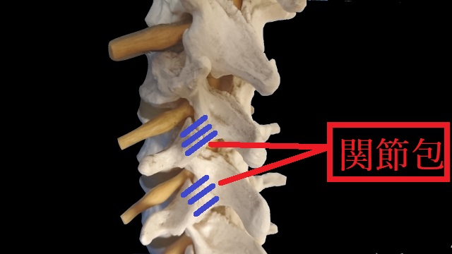 椎間関節　痛み　原因　関節包