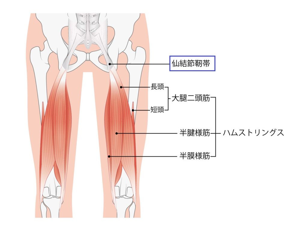 臀部痛　原因　仙結節靭帯　場所　分かりやすい図