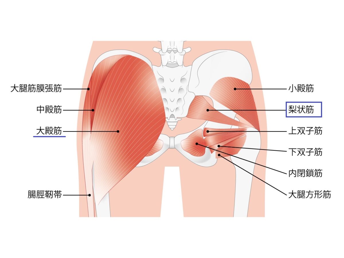 臀部痛　原因　梨状筋　場所　分かりやすい図
