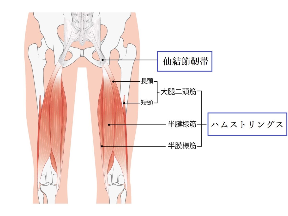 ハムストリングスと仙結節靭帯の解剖　分かりやすい図