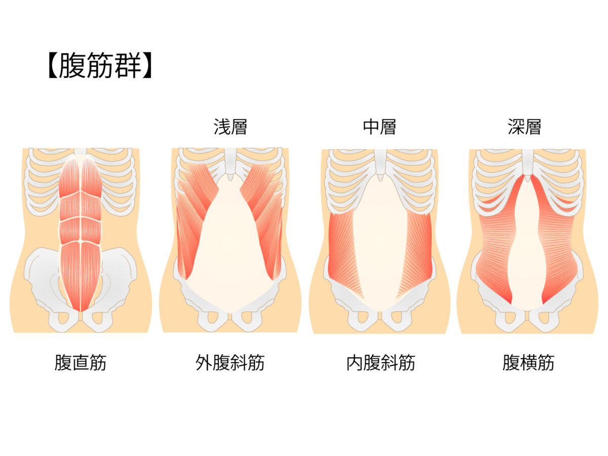 椎間関節性腰痛　腹筋　大切　画像
