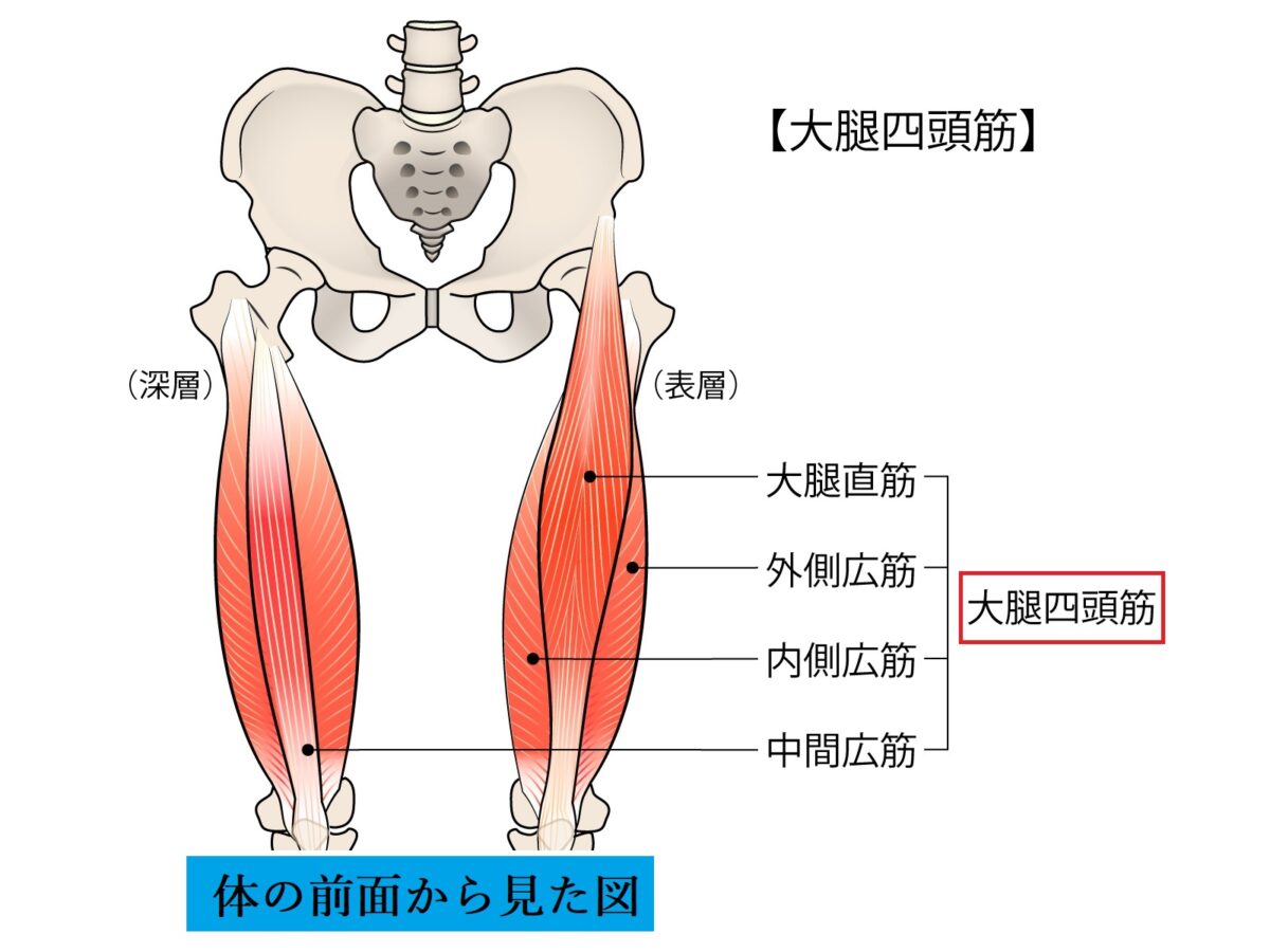 大腿四頭筋　場所の説明　図