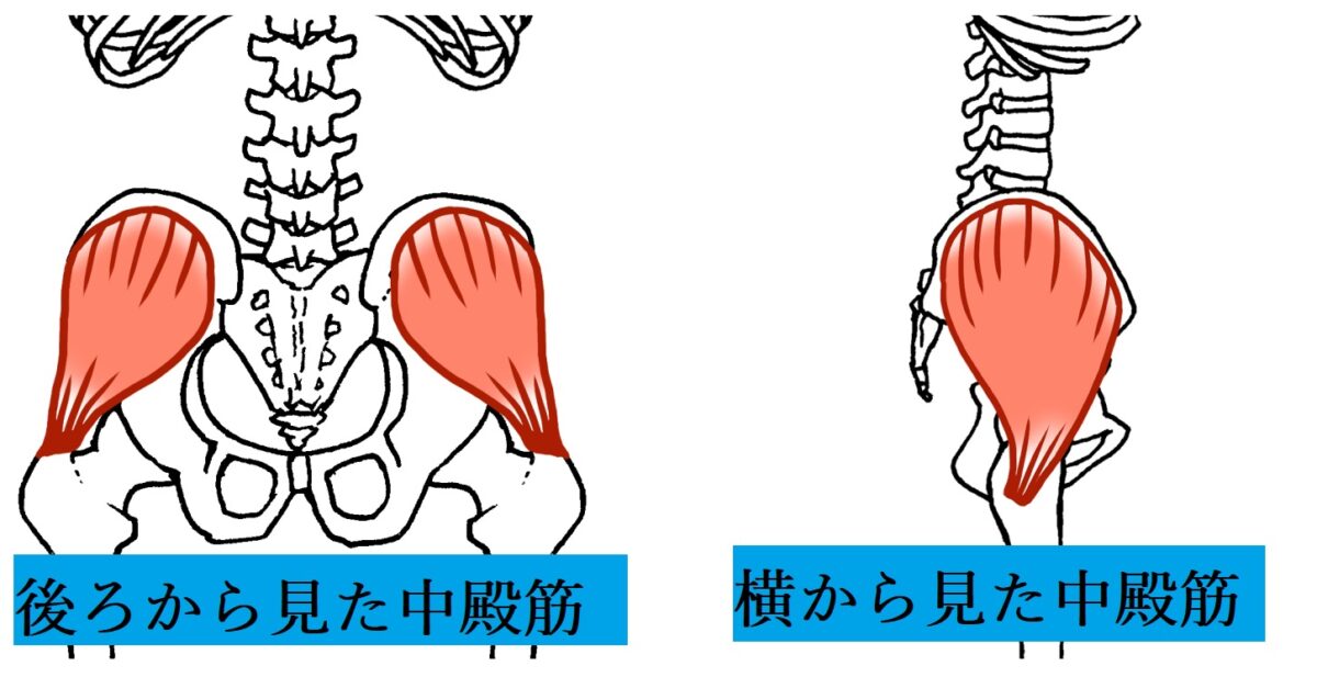 臀部痛　原因　中殿筋　場所　分かりやすい図