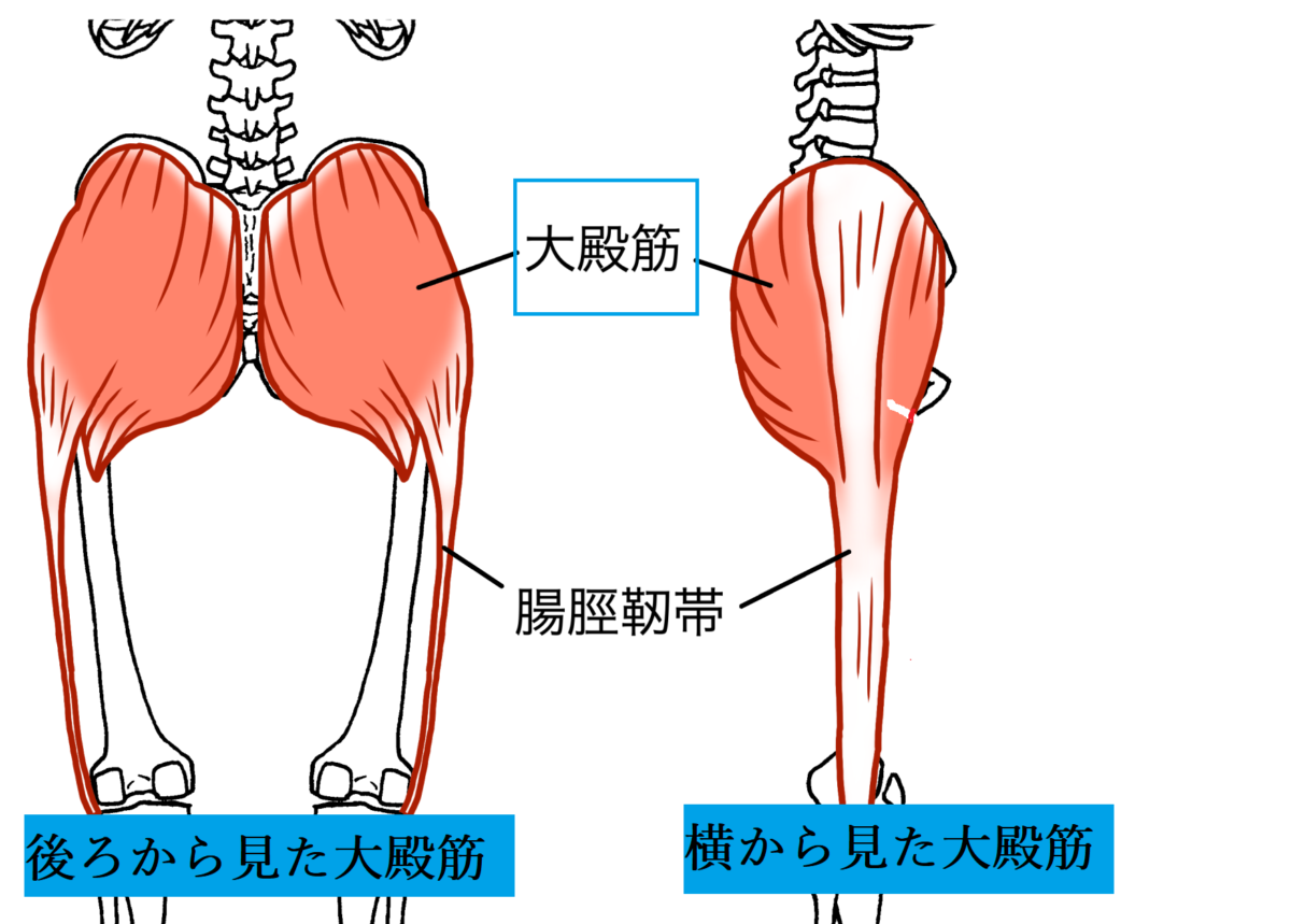 仙腸関節痛　大殿筋の分かりやすい図