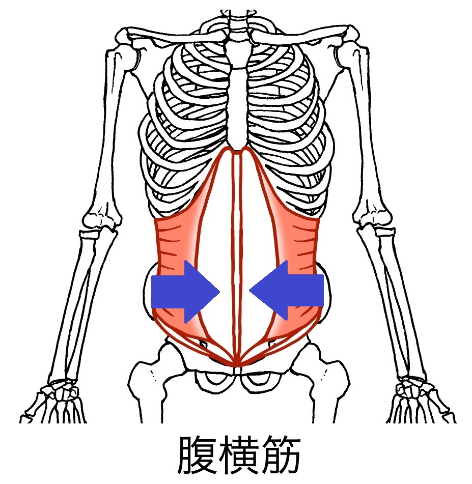 腹横筋の収縮　仙腸関節が安定　図